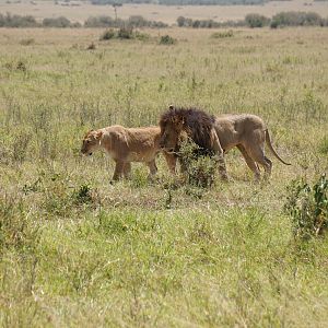 Maasai Mara Lion Photo Safari Kenya
