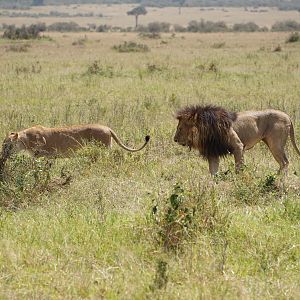 Kenya Maasai Mara Photo Safari Lion
