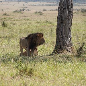 Lion Maasai Mara Kenya Lion Photo Safari