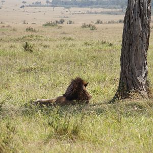 Maasai Mara Photo Safari Kenya Lion