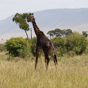 Kenya Giraffe Maasai Mara Photo Safari