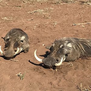 Hunting Warthog in South Africa