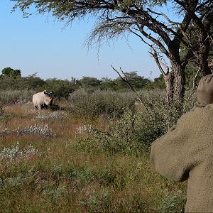 White Rhino