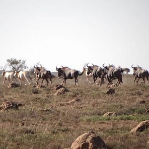 Scimitar Oryx & Blue Wildebeest South Africa