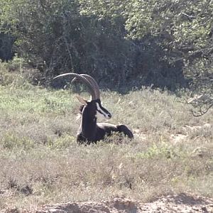 South Africa Sable Antelope