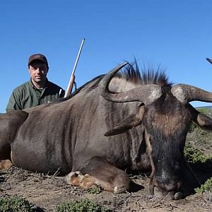 Blue Wildebeest Hunting in South Africa