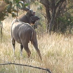 Kudu