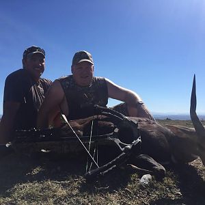 South Africa Crossbow Hunting Bushbuck
