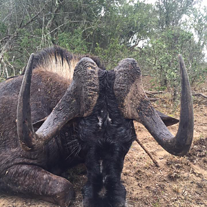 Hunting South Africa Black Wildebeest