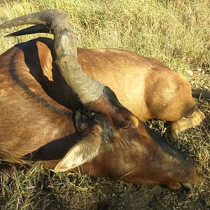 Red Hartebeest Hunting in South Africa