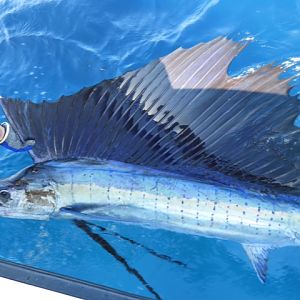 Mozambique Fishing Sailfish