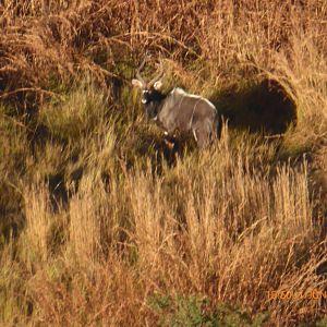 Nyala KwaZulu-Natal