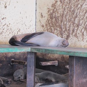 Namibia Cape Cross Seal Colony