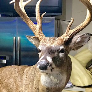 Taxidermy Shoulder Mount White-tailed Deer