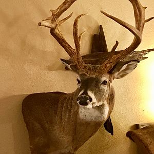 Shoulder Mount White-tailed Deer Taxidermy