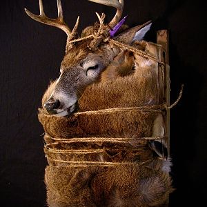 Deer Backpack Mounts Taxidermy