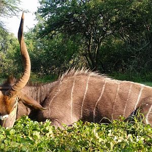 Hunting Nyala South Africa