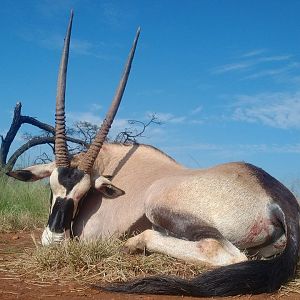 Gemsbok Hunting South Africa