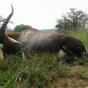 South Africa Blesbok Hunt