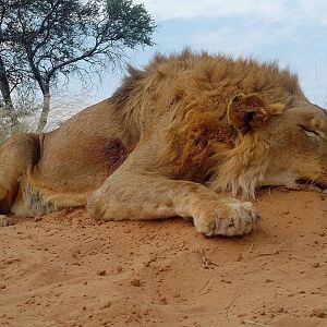 Bow Hunting Lion South Africa