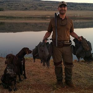 Bird Hunting South Africa Guineafowl