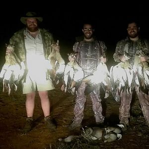 South Africa Geese Wing Shooting