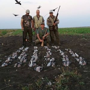 Wing Shooting Dove South Africa