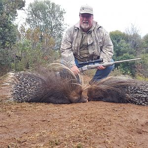 Hunting Porcupine South Africa