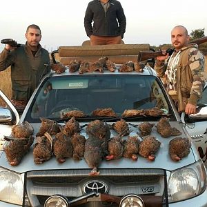 South Africa Spurfowl Wing Shooting