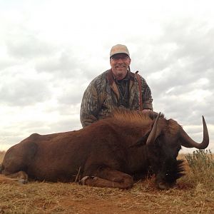 Cull Hunting South Africa Black Wildebeest