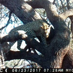 Leopard on bait Namibia