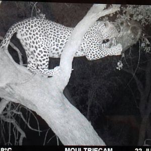 Leopard on bait Namibia