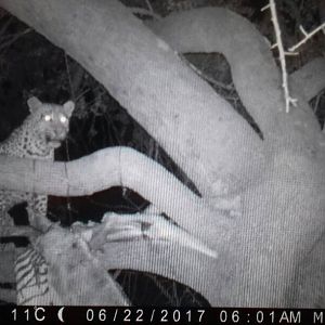 Leopard on bait Namibia