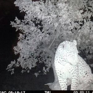 Leopard on bait Namibia