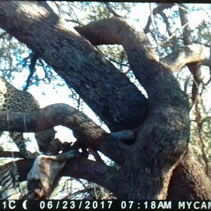 Leopard on bait Namibia