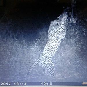 Leopard on bait Namibia