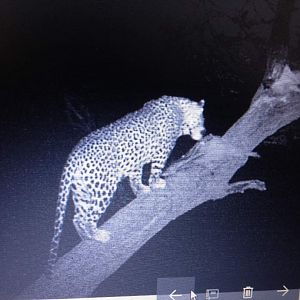 Leopard on bait Namibia