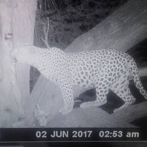 Leopard on bait Namibia