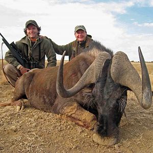 Black Wildebeest