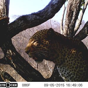 Trail Cam Leopard Tanzania