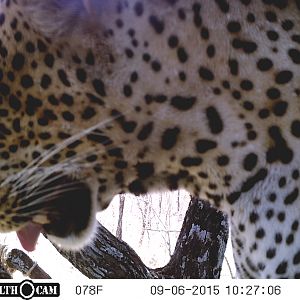 Leopard  Tanzania Trail Cam
