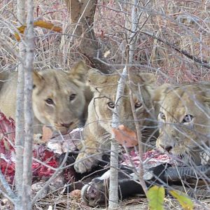 Tanzania Lion Cubs Feeding