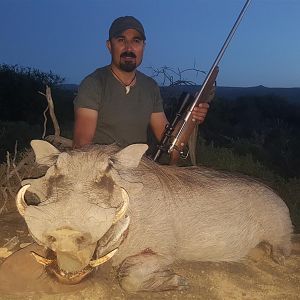 Hunting Warthog in South Africa