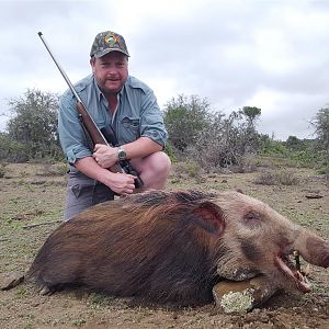Hunting Bushpig South Africa