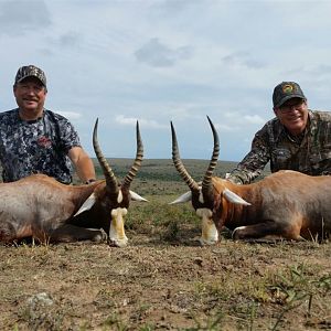 South Africa Blesbok Hunt