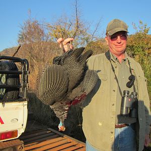 Bird Hunting South Africa Guineafowl