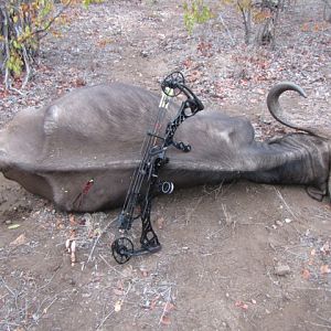 Bow Hunting Buffalo