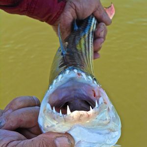 Tiger Fishing