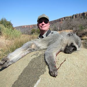 Hunting Vervet Monkey