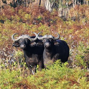 Cape Buffalo Zambia